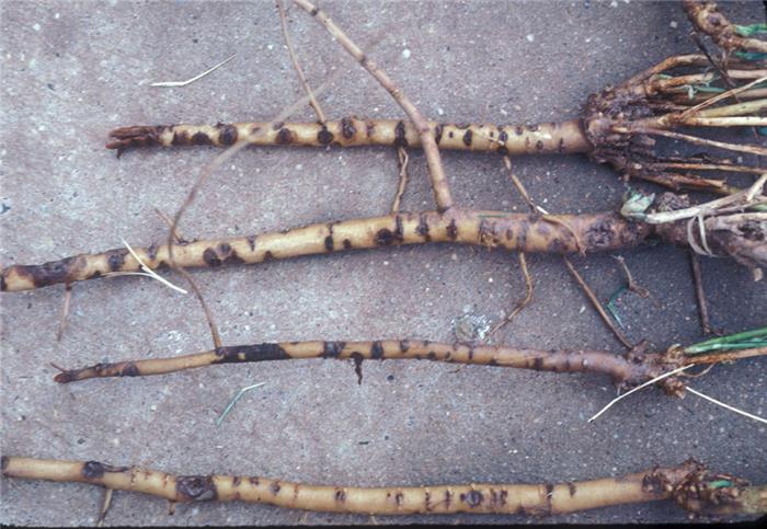 پوسیدگی قهوه ای ریشه یونجه